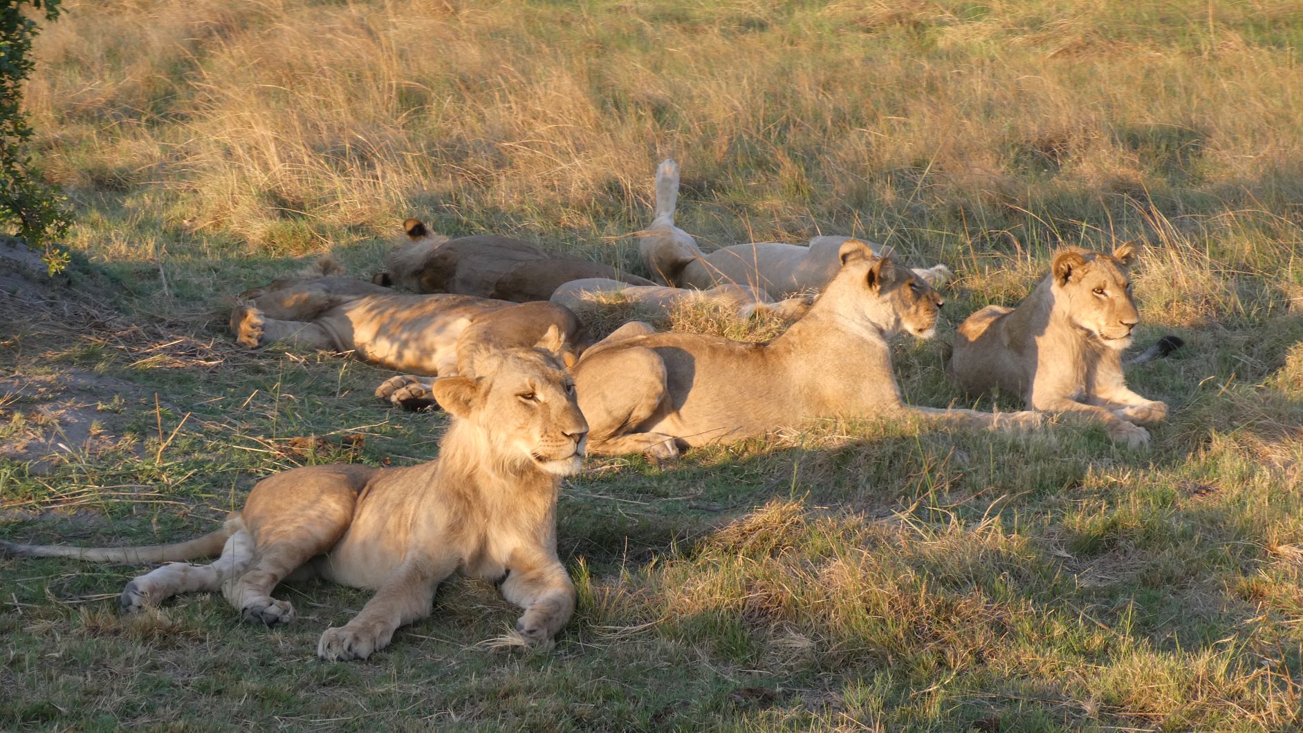 Lion pride late evening all